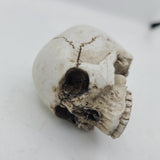 Elvira Jawless Skull Shooter Rod Bone