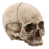 Elvira Jawless Skull Shooter Rod Bone