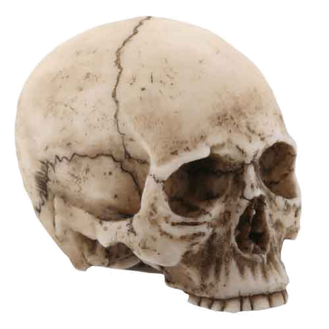 Elvira Jawless Skull Shooter Rod Bone