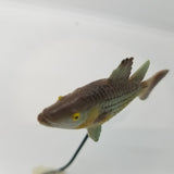 Fish Tales Playfield Fish Striped Bass