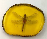 The Lost World Jurassic Park Playfield Amber Plaque