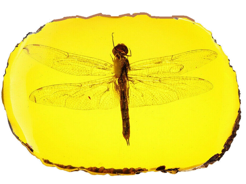 The Lost World Jurassic Park Playfield Amber Plaque