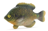 Fish Tales Playfield Fish Bluegill