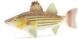 Fish Tales Playfield Fish Striped Bass