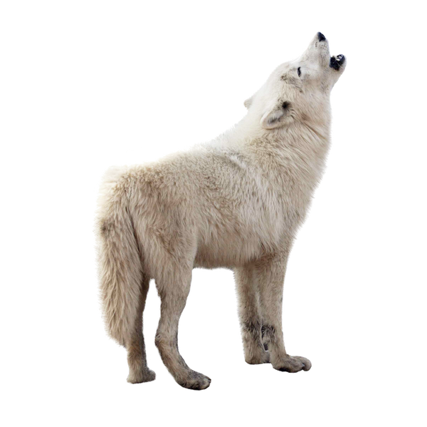 New York City (WOD), White Wolf Wiki