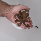 Hook Playfield Octopus