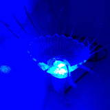 Avatar Playfield Interactive Hydra