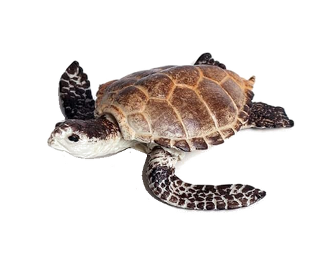 Jaws Playfield Sea Turtle Brown