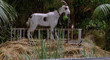 Jurassic Park Goat