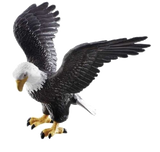 Big Buck Hunter Playfield Eagle